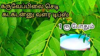 karuveppilai growing tips in Tamilகருவேப்பிலை செடி இலைகள் பெரியதாக வளர டிப்ஸ்#கருவேப்பிலைவளர்ப்பு