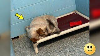 The dog is crying bitterly in the shelter.. The reason is frightening