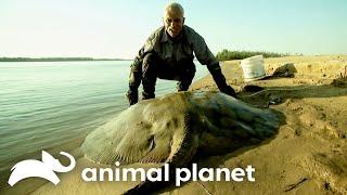 The Biggest Monsters of Season 3  River Monsters  Animal Planet