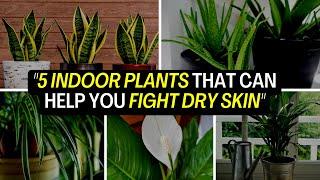 You Wont Believe the Results – 5 Indoor Plants That Can Help You Fight Dry Skin