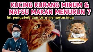 KUCING MAKAN & MINUM SEDIKIT ⁉️ INI PENYEBAB & CARA ATASINYA