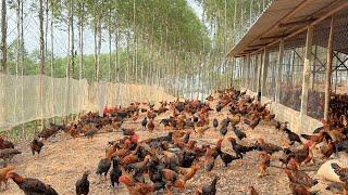 Chicken Farming  Raising 4000 chickens on high mountain tops feed chickens