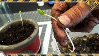 Turn Apple Seeds Into A Tree How To Grow Apples From An Apple Seed