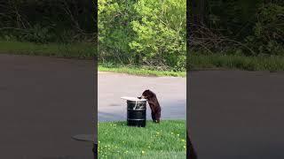 Young Black Bear Playing In Maines Aroostook County #shorts