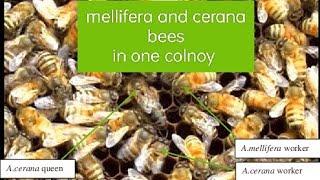 Apis cerana apis mellifera together in colnoy #viral#beekeeping @apis cerana kashmiri beekeeper