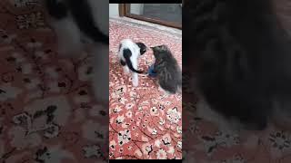 kittens playing #kitten #cutecat #cat #thecutestkittensyouhaveeverseen