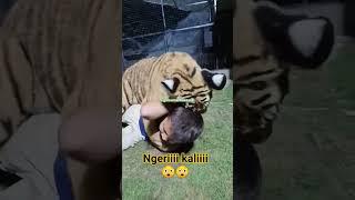 ngerii kalii #cat #shorts #kucing #anabul #viral #catlover