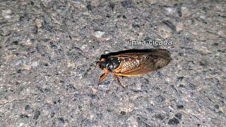 i found a cicada