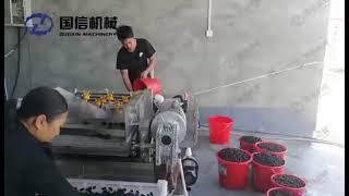Process of drying mulberry with mulberry drying machinemulberry cleaning -drying-packing machine