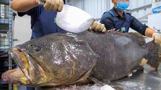 Giant Grouper Cutting Skills Grouper Fillet Hot Pot  巨大龍膽石斑切割技能 頂級石斑麻辣鍋 - Taiwanese Food