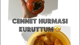 CENNET HURMASI KURUTMA  Hurma yemeyen kimse kalmayacak 