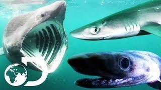 5 Species Of Shark Found In UK Waters  SHARK WEEK 2018