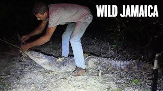 WILD COW HUNT AND CROCODILE RESCUE UNTAMED JAMAICAN WILD LANGUAGE