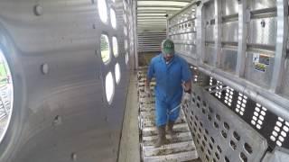 Loading Fat Cattle in Illinois.