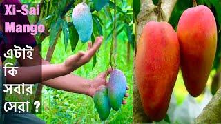 বাকি সব থাই আম এর দিন শেষ  I Xi-Shi Mango । Is this the best mango variety ?