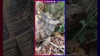 Черепахи Никольского прогуливаются в «Утрише»