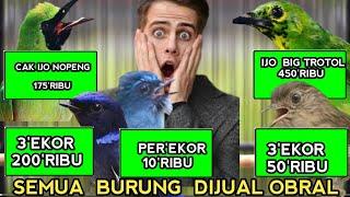 JADI GAK TEGA LIAT MASNYA OBRAL NGABISIN STOCK BURUNG KECIL JUAL ASAL LAKU...