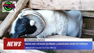 Mencari Hewan Qurban langsung dari peternak