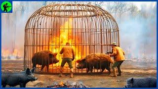 How Do Texas Hunters Deal With Millions Of Feral Hogs With Cage Traps  Farming Documentary