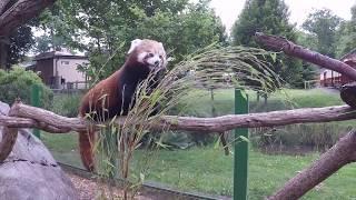 Red Panda Experience at Longleat