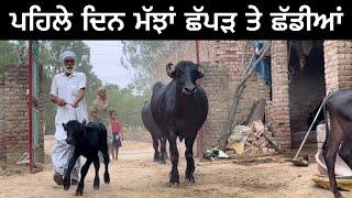 ਜਦੋਂ ਪਹਿਲੇ ਦਿਨ ਮੱਝਾਂ ਛੱਪੜ ਤੇ ਛੱਡੀਆਂ  Gur Brar Vlogs