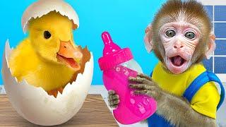 KiKi Monkey take care of Ducklings with Giant Milk Bottle and take ice cream truck KUDO ANIMAL KIKI