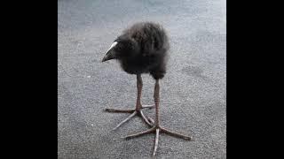 Bird With Big Feet Making Charlie Brown Parent Noises