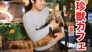 cafe where you can interact with dozens of rare beasts ...