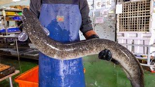 Giant Eel Cutting Skills Giant Eel Steak  巨大鰻魚切割技能 鰻魚肉排 - Taiwanese Food