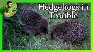 The European Hedgehog Faces Extinction In Britain