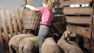 Ako sa zo ženy z mesta stala farmárka po boku svojho muža. Ráno na našej farme a naše zvieratká.