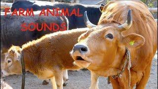 REAL FARM ANIMAL SOUNDS WITHOUT MUSIC for children and parents - cow mooing for kids Kuh muht