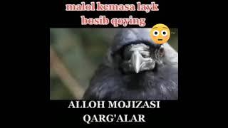 ALLOH MOJIZASI QARGALAR