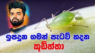 ඉපදුනු ගමන් පැටව් හදන කූඩිත්තා  Aphids that produce litters after birth  Suranga Karunanayaka