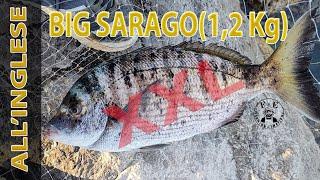 BIG SARAGO 12 Kg con lesca piu vecchia del mondo...TECNICA INGLESE dalla scogliera