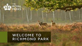 Discover Richmond Park one of London’s Royal Parks