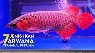 Ikan Termahal Asal INDONESIA Di Akui DUNIA - 7 JENIS IKAN ARWANA TERMAHAL DI DUNIA