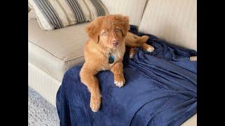 14 Weeks Old BITING problem wour DUCK TOLLER Puppy