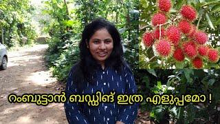 Rambutan Budding Malayalam  Padippist Media