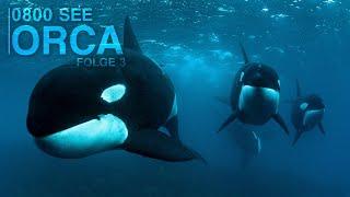 0800 SEE ORCA - and THEN it happened  Episode 3