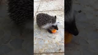 Mr hedgehog eating carrot