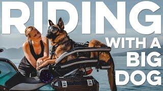 Woman Rides with Large German Shepherd Dog on Adventure Motorcycle in the travel video series