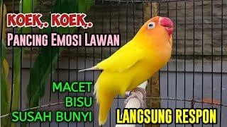 LOVEBIRD NGEKEK PANJANG KOEK KOEK PANCING EMOSI LAWAN Labet MACET BISU Susah Bunyi NYAUT SEKETIKA