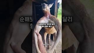 야생 수컷 캥거루 VS UFC 챔피언 은가누