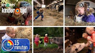 Koeien lammetjes varkens kippen kalfjes en paarden  15 minuten  Kindertijd KRO-NCRV