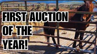 Will I find what Im looking for at this HORSE AUCTION? 