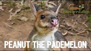 Peanut The Little Pademelon Joey  Rainforestation Nature Park  Kuranda