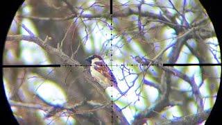 Testing My New Scope Cam on Pest Birds