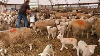 Sheep Farming The Fall Lambs