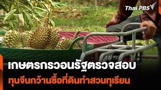 เกษตรกรวอนรัฐตรวจสอบ ทุนจีนกว้านซื้อที่ดินทำสวนทุเรียน  วันใหม่ ไทยพีบีเอส  3 ก.ค. 67